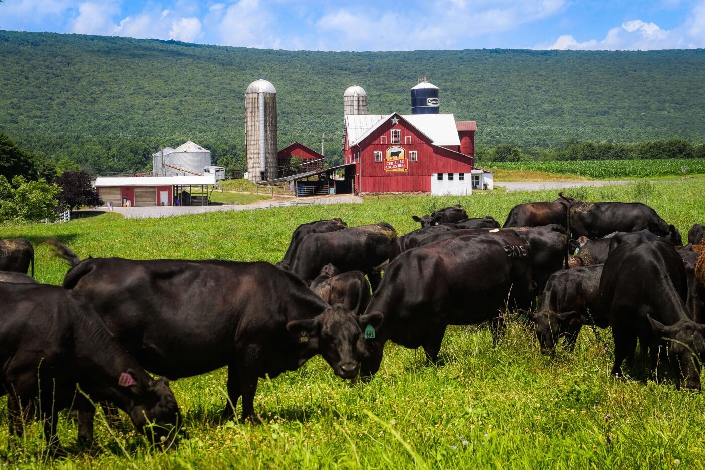 Farm Life